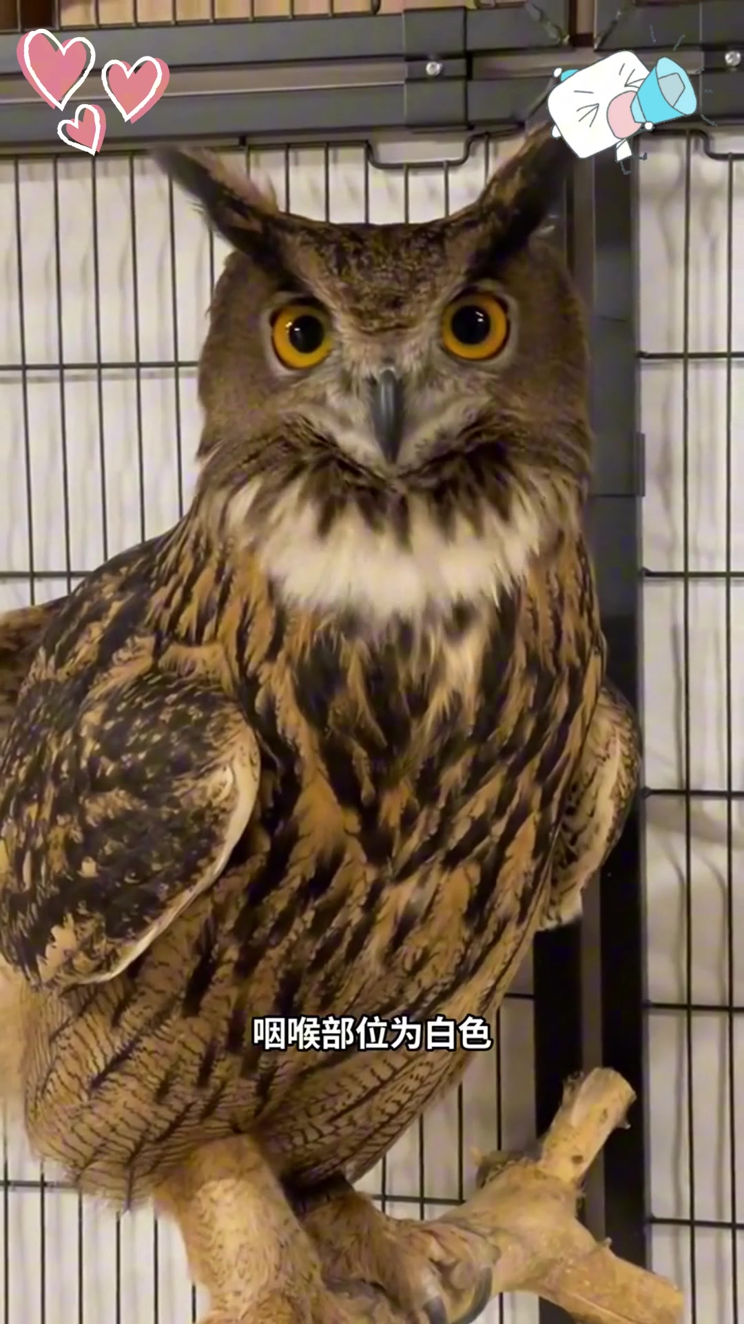 瞎眼雕鸮是什么意思