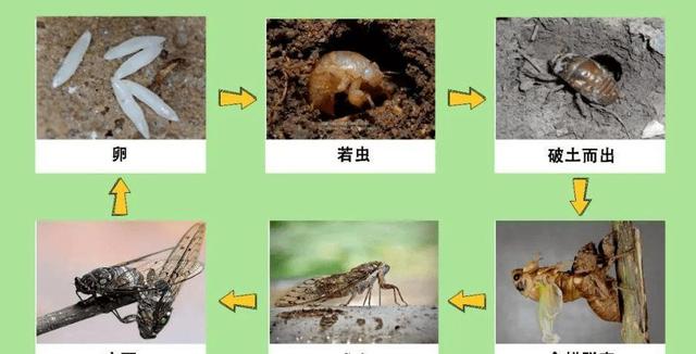蝉怎么繁殖后代