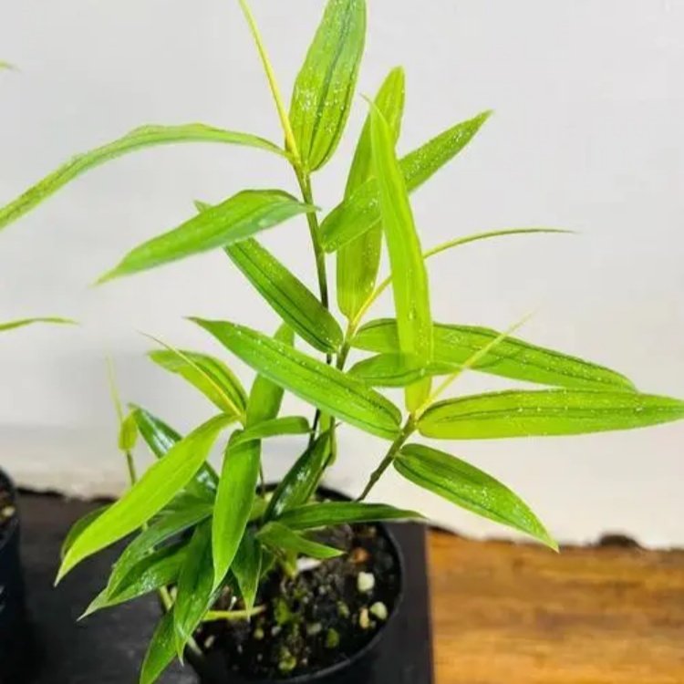 观赏竹类植物的叶子发黄怎么办