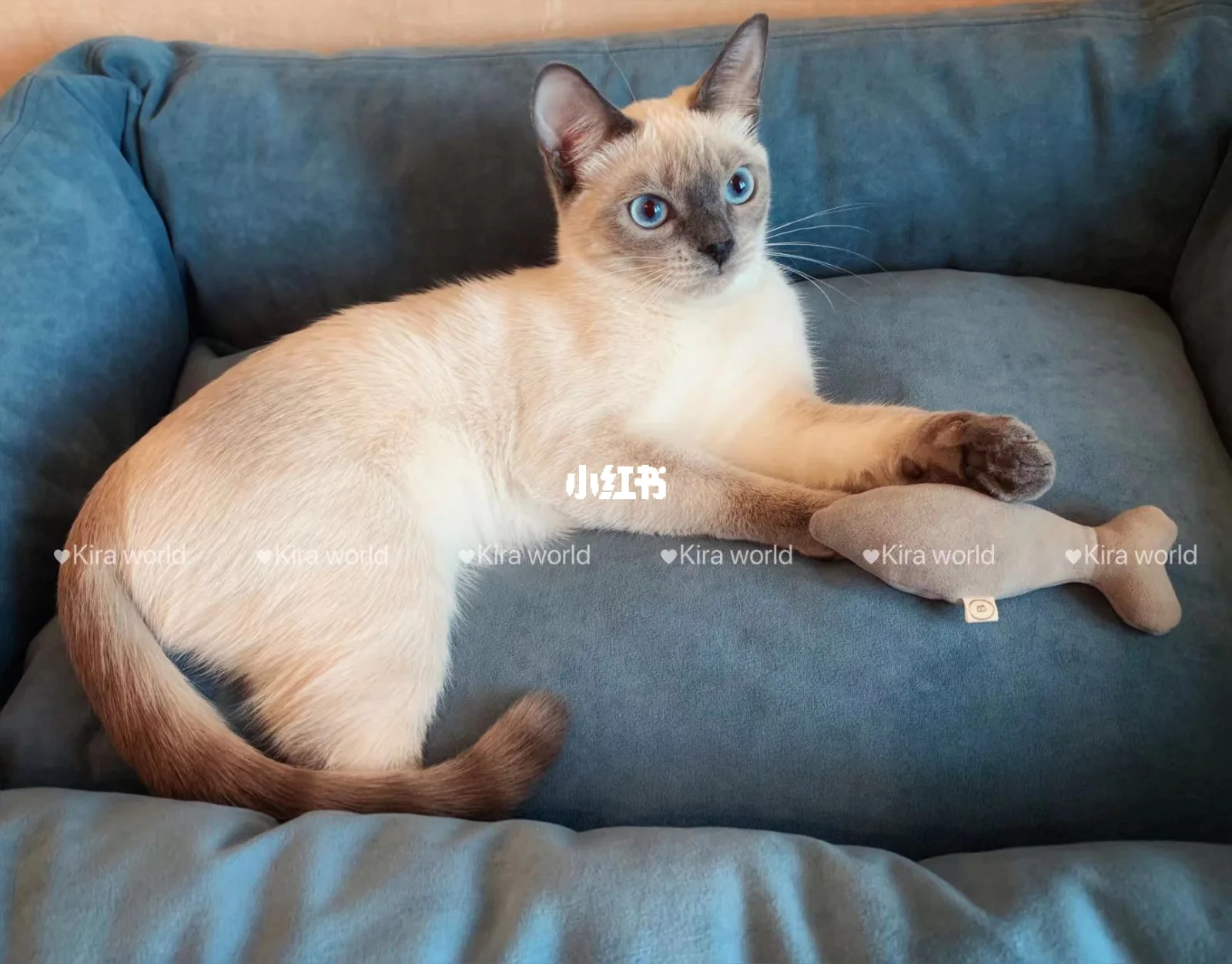 什么重点色的暹罗猫比较值钱