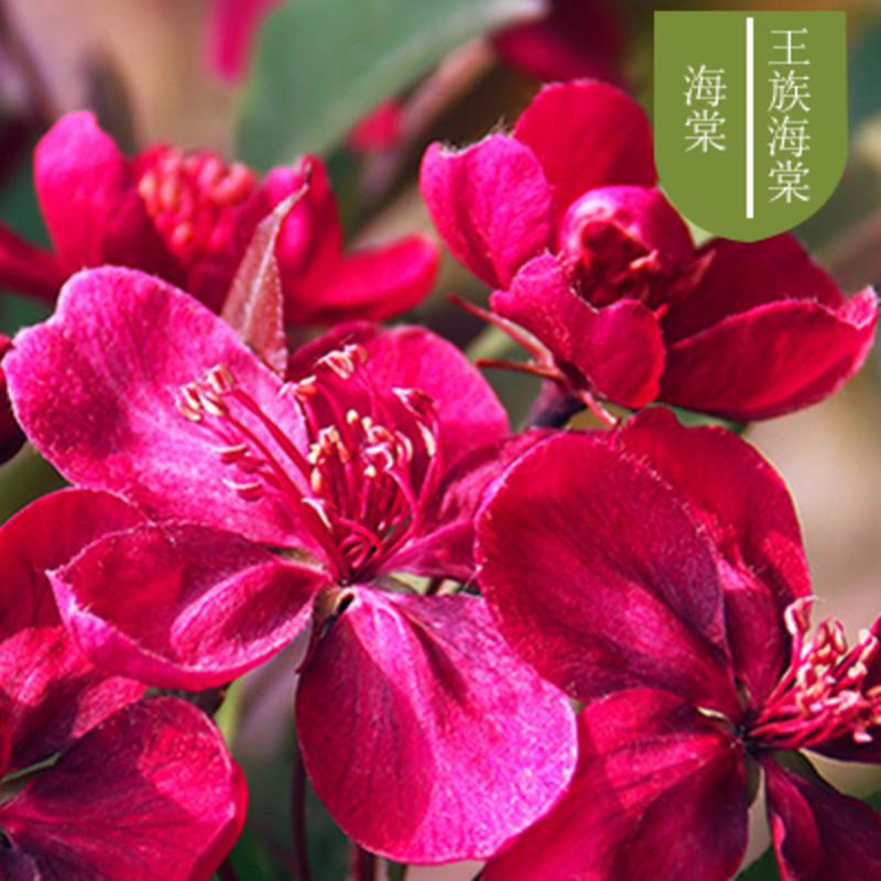 百花之王指的哪种花